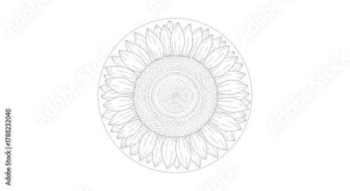 Elegant sunflower in linear style as a vintage botanical illustration in grayscale scheme with