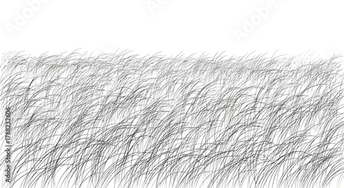 Delicate line art depiction of windswept meadow grasses against a stark white backdrop, showcasing