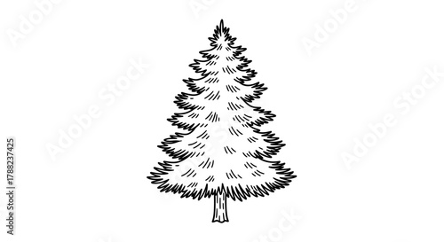 Detailed monochrome illustration of a coniferous tree with a classic Christmas shape in outline