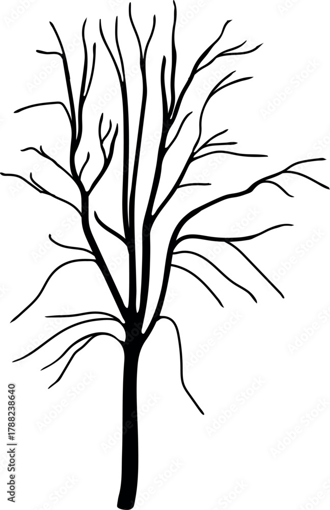 Fototapeta premium Black silhouette of tree with bare branches without leaves isolated on white background