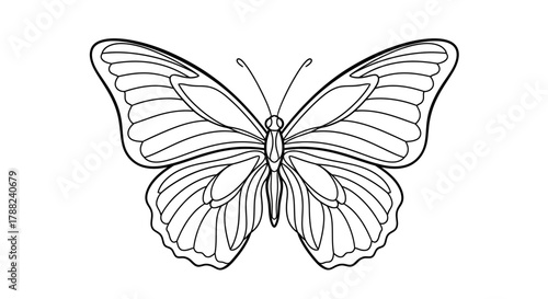 Elegant butterfly outline illustration exhibiting intricate wing patterns against white background