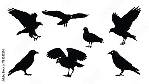 Diverse bird silhouettes set isolated on white background, Vector