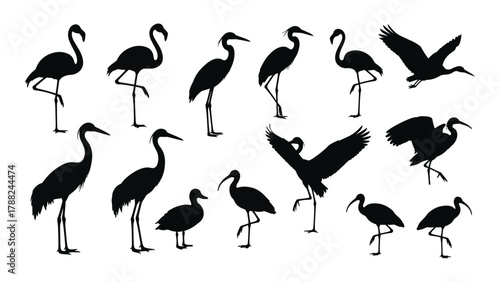 Diverse water bird silhouettes collection isolated on white background, Vector
