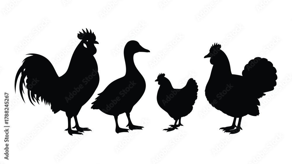 Fototapeta premium Farm poultry silhouettes isolated on white background, Vector