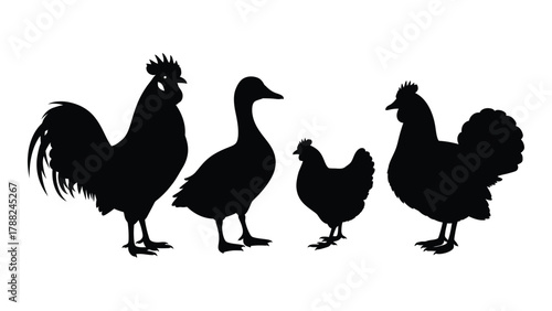 Farm poultry silhouettes isolated on white background, Vector