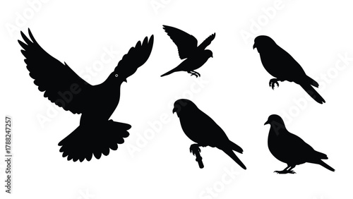 Pigeon and dove silhouettes in various poses isolated on white background, Vector