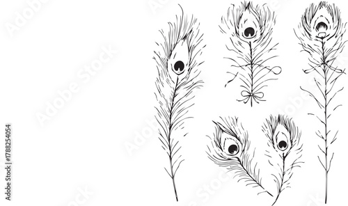 Peacock feather cluster in black line art with detailed eye patterns and delicate botanical styling
