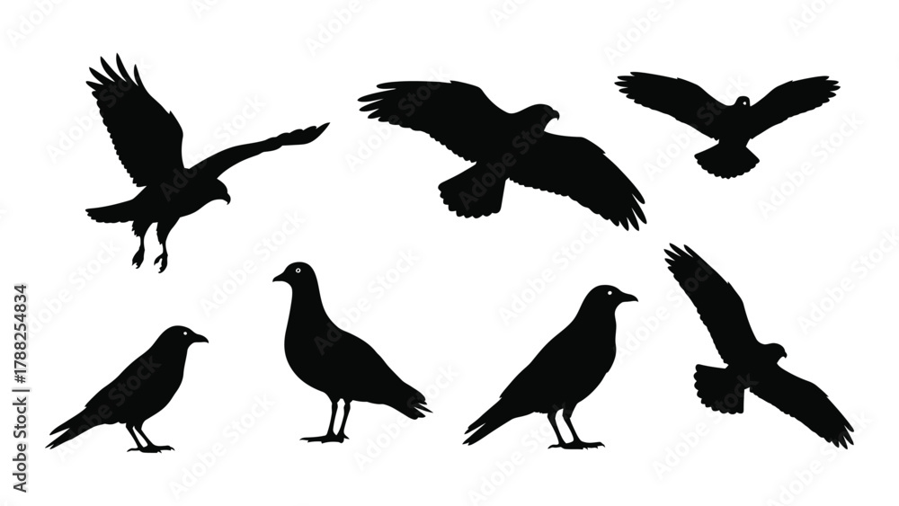 Obraz premium Diverse bird silhouettes collection isolated on white background, Vector
