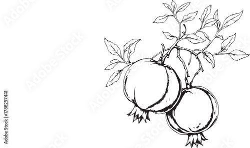 Two pomegranates hanging from leafy branch illustrated in detailed black and white botanical line style