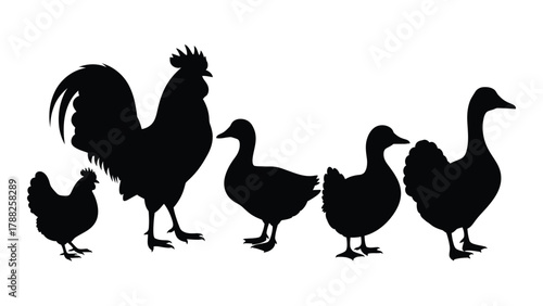 Farm poultry silhouettes collection isolated on white background, Vector