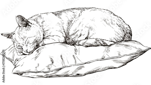 Cute Cat Laying on Pillow Vector Illustration with Outline for Design Projects