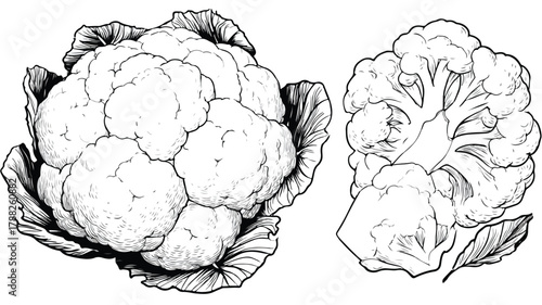 Detailed Cauliflower Drawing and Vector Outline Illustration for Creative Projects