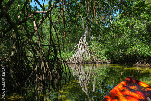 Mangrove forests on the Samana Peninsula in Dominican Republic