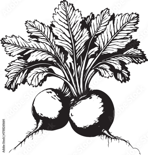 Black and white illustration of two turnips with veined leaves and fine root hairs growing in soil