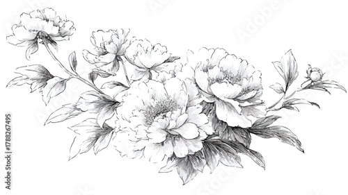 Elegant Peonies and Flowers Collection Vector Drawing