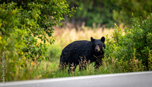 背景, 壁紙, 動物, 黒, クマ, 熊, 野生動物, 危険動物, 哺乳類, 市街地, 草むら, 道路脇, 茂み, 哺乳動物, 自然, 野生生物, 毛皮, 捕食者, 肉食, 黒い熊, 害獣, 獣, 狩, 木, 道路, 出没, 草, 道