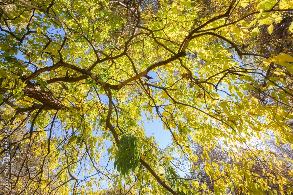 Obraz premium sunlight filtering the trees in forest a natural landscape