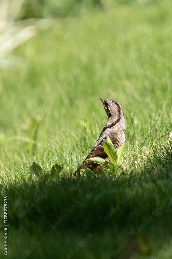 Obraz premium birding spot