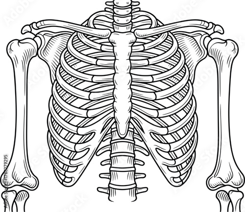 Detailed Human Rib Cage and Skeleton Line Art Vector Illustration - Anatomy Outline Sketch