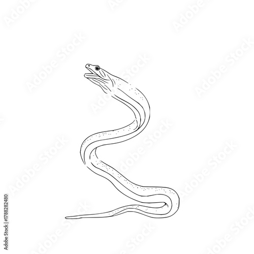 Illustration of a slender eel with a curved body and open mouth in a minimalist line drawing style