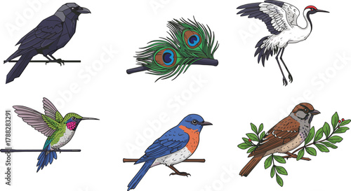 Beautiful colorful bird collection illustration, featuring hummingbird crane crow sparrow and peacock feathers, detailed wildlife art vector design