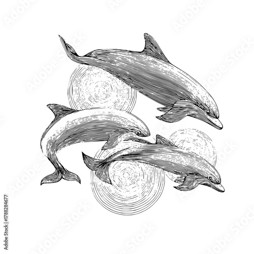 Three dolphins swimming together in a circular pattern with detailed line work and shading technique