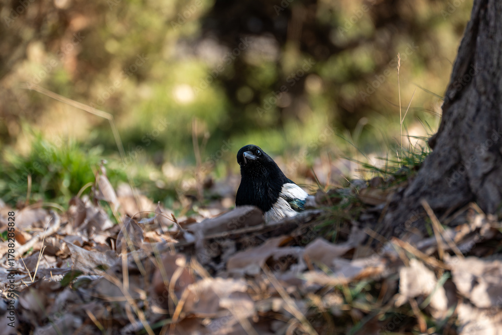 Obraz premium A black and white Eurasian magpie (Pica pica) partially hidden among dry autumn leaves and grass on the forest floor, near a tree trunk. The bird is looking directly at the camera.