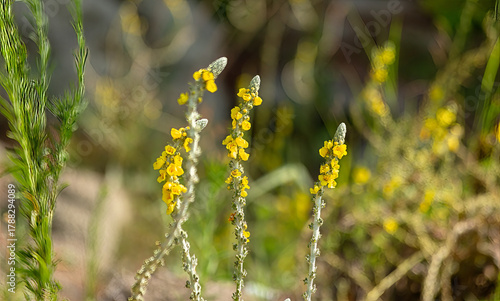 Yellow flowers blooming on the beach near the mountain