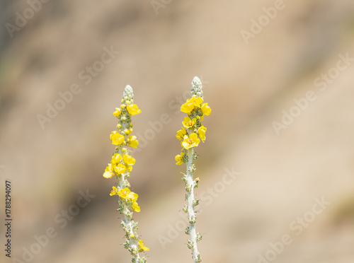 Yellow flowers blooming on the beach near the mountain close-up