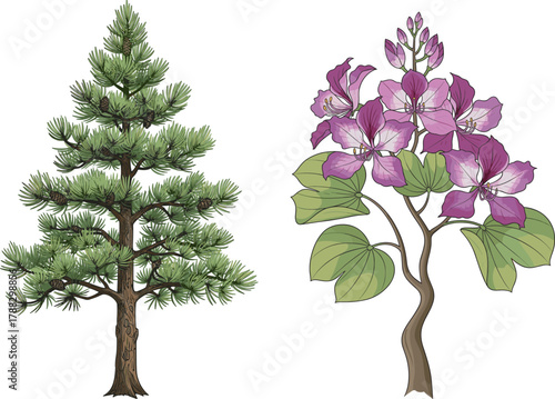 Botanical illustration, pine tree drawing, flowering plant art, nature contrast, conifer and bloom, educational flora, green foliage, purple petals, plant 