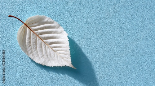 A single white leaf rests on a textured blue surface, casting a soft shadow. Ideal for nature, minimalism, or design themes.