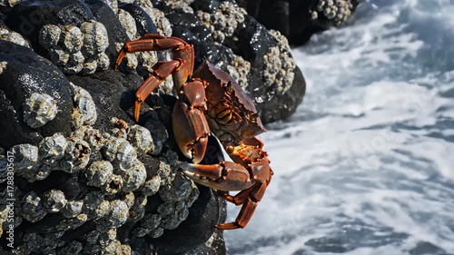 Crab on Barnacle-Covered Rocks Amidst Crashing Waves