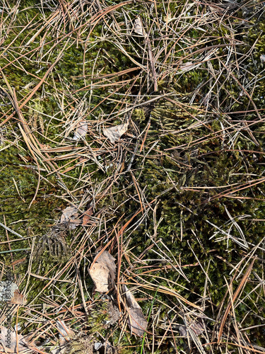 background texture moss lichen on stone