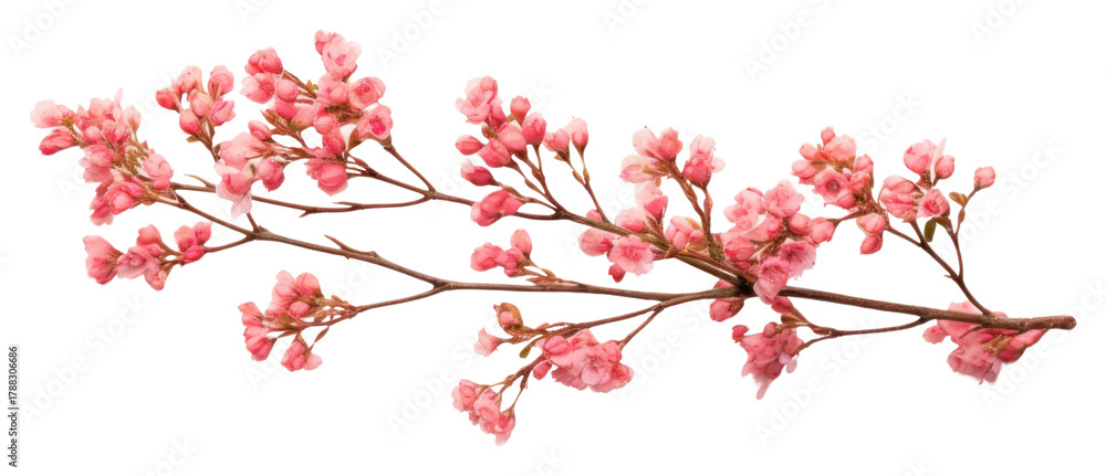 Fototapeta premium PNG Twig of coral limonium flowers blossom plant twig.