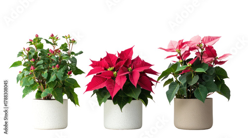 Three sets of poinsettia plants primrose plants and camellia plants on transparent background