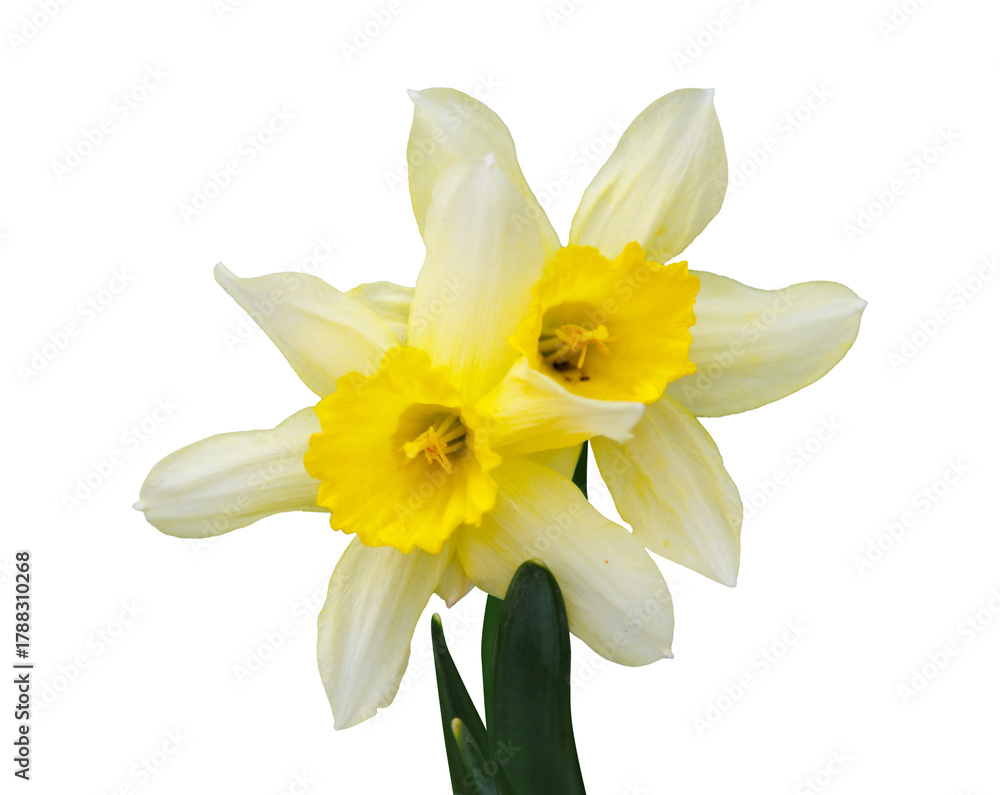 Obraz premium Narcissus isolated on transparent background