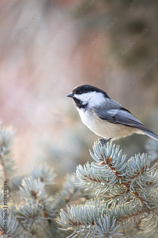 Fototapeta premium Close-up of a black-capped chickadee perched on pine branch