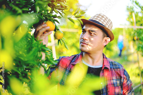 Oranges and Orange Farming Sustainable Agriculture Orange Farmers' Work Orange Cultivation and Orange Harvesting