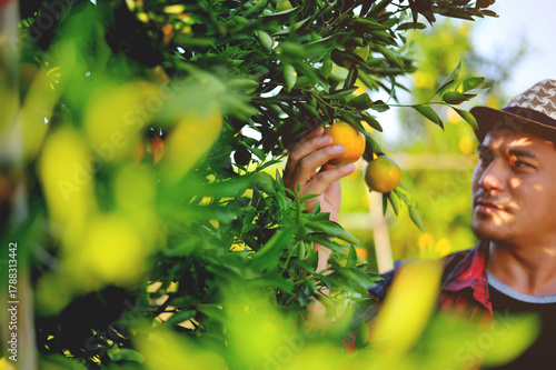 Oranges and Orange Farming Sustainable Agriculture Orange Farmers' Work Orange Cultivation and Orange Harvesting