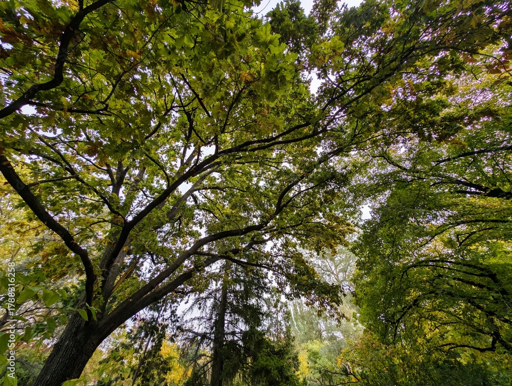 Fototapeta premium View of lush trees reaching towards the sky in a peaceful forest setting during autumn