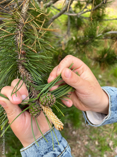 hand holding a young pine branch