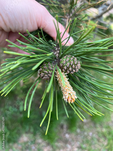pine tree branch with cones