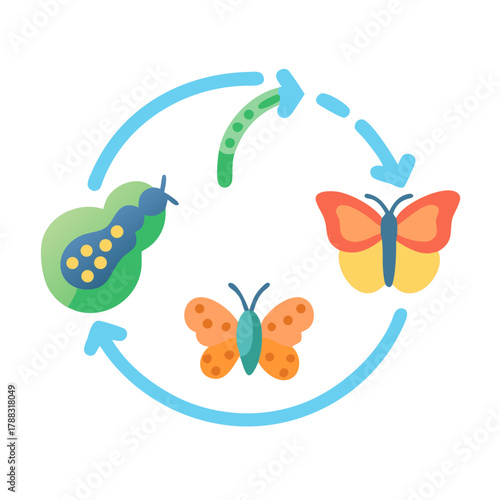 Butterfly life cycle illustration showing stages of metamorphosis