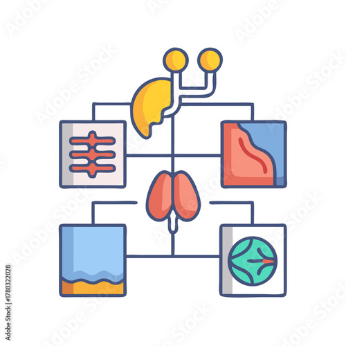 Colorful diagram illustrating stages in a biological process or cycle