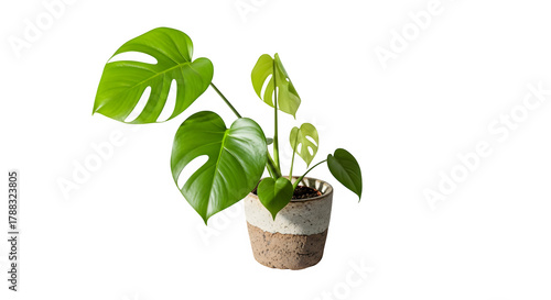 A monstera plant in a pot, the plant has large, green leaves with holes in them the pot is made of a light brown material