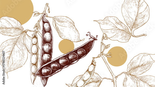 Legume Plant Banner with Pod and Bean Vector Design for Agriculture and Farming Concept