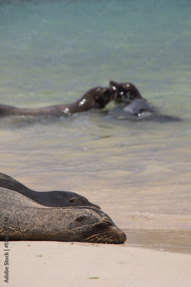 Fototapeta premium Galápagos Sea Lions (Zalophus wollebaeki) Resting and Interacting at Shoreline – Marine Mammals in Tropical Coastal Habitat