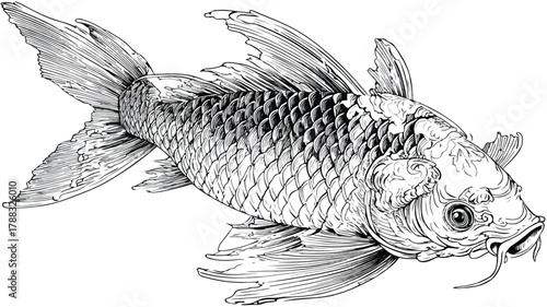 Sacred Japanese Asagi Carp Koi Fish: Traditional Features and Symbolism