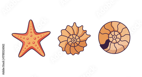 A colorful illustration depicts a starfish and two different seashells