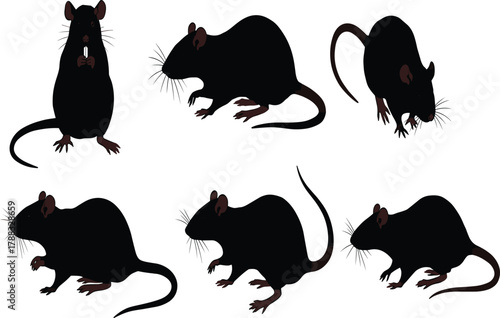 Black rat silhouettes in various poses with brown details on ears, tails, and paws for animal behavior and anatomy illustrations.